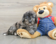 8 week old Mini Goldendoodle Puppy For Sale - Lone Star Pups