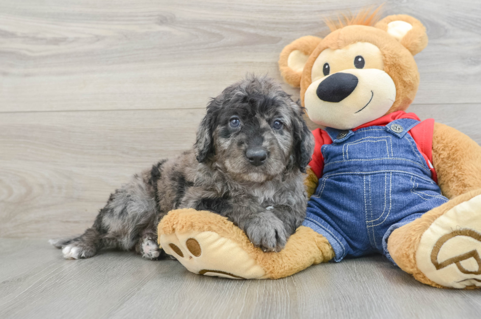 6 week old Mini Goldendoodle Puppy For Sale - Lone Star Pups