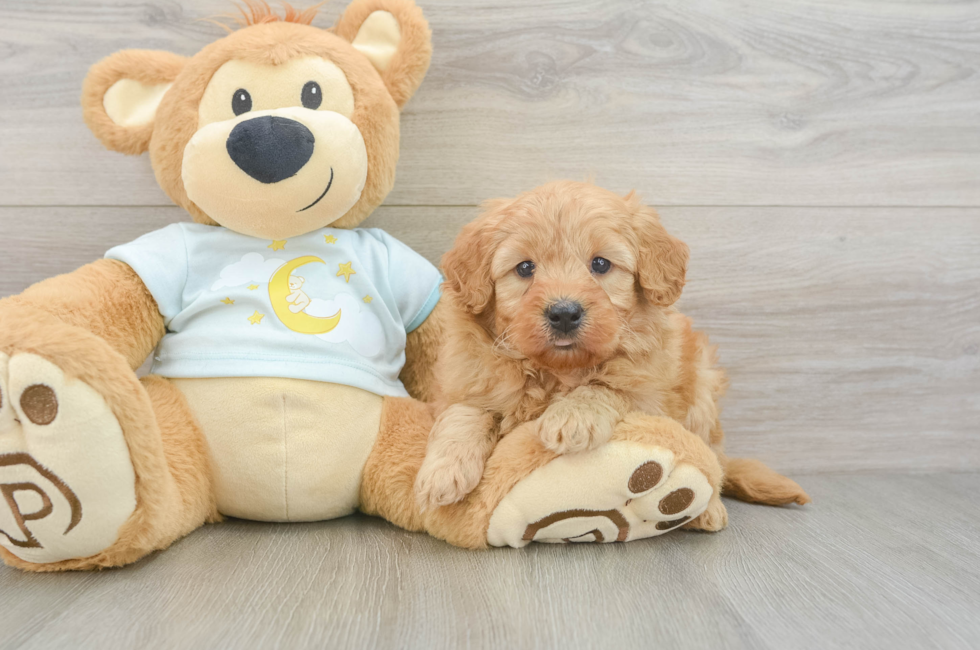 6 week old Mini Goldendoodle Puppy For Sale - Lone Star Pups