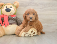 7 week old Mini Goldendoodle Puppy For Sale - Lone Star Pups