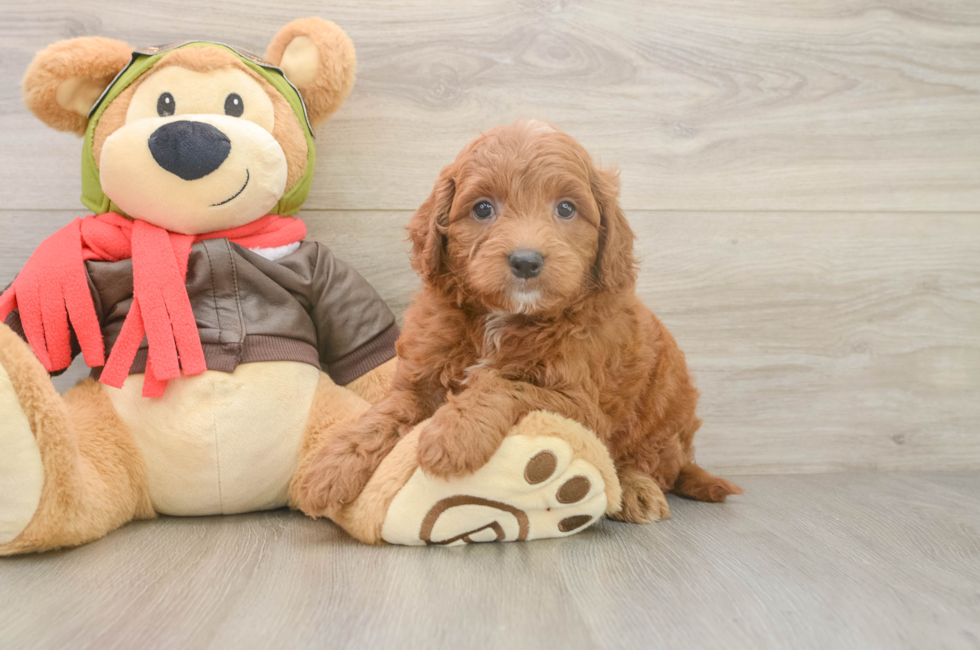 5 week old Mini Goldendoodle Puppy For Sale - Lone Star Pups