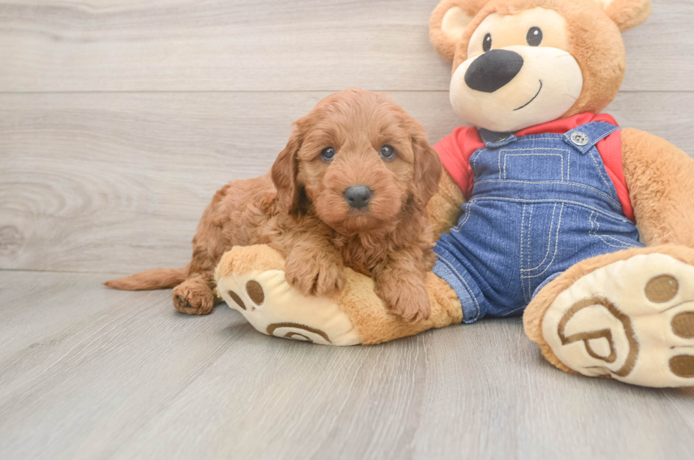5 week old Mini Goldendoodle Puppy For Sale - Lone Star Pups