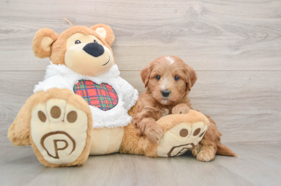 5 week old Mini Goldendoodle Puppy For Sale - Lone Star Pups