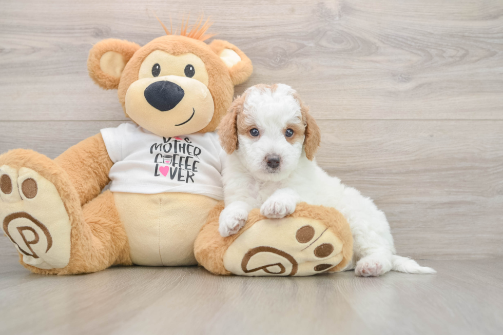 Mini Goldendoodle Pup Being Cute