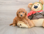 6 week old Mini Goldendoodle Puppy For Sale - Lone Star Pups