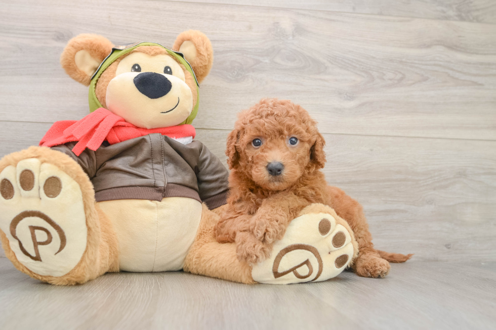 Best Mini Goldendoodle Baby