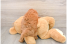 Energetic Golden Doodle Poodle Mix Puppy