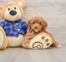 7 week old Mini Goldendoodle Puppy For Sale - Lone Star Pups