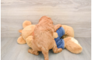 Best Mini Goldendoodle Baby