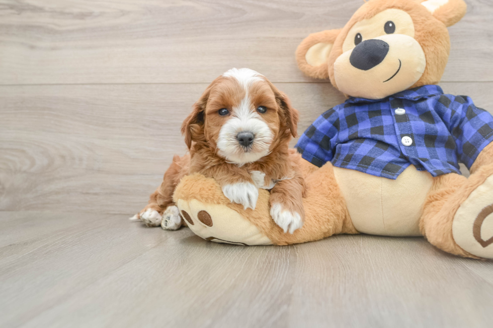Mini Goldendoodle Pup Being Cute