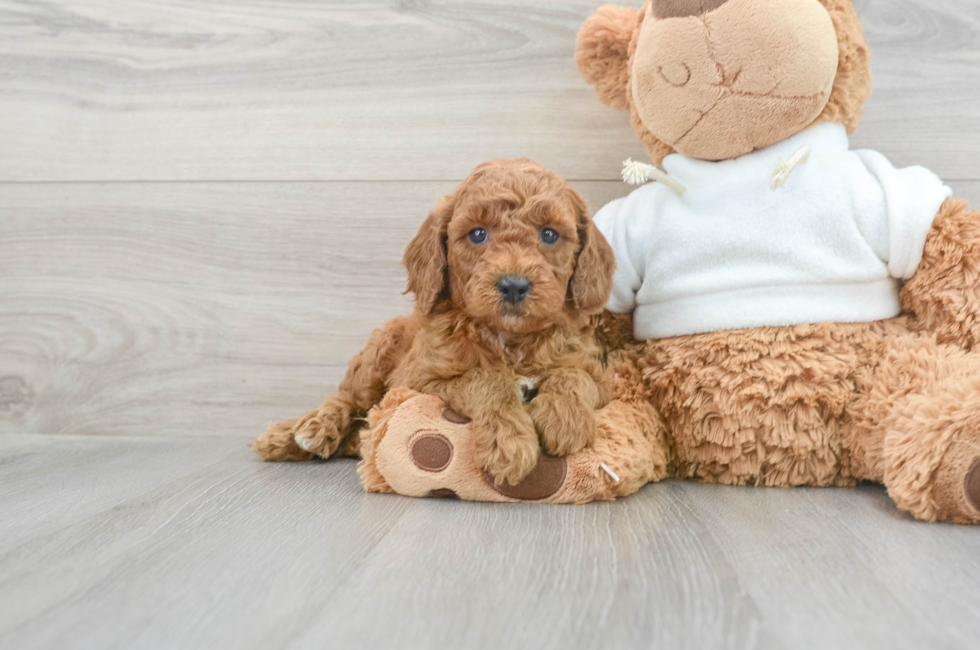 8 week old Mini Goldendoodle Puppy For Sale - Lone Star Pups