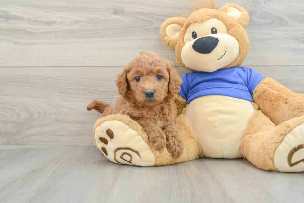 Small Mini Goldendoodle Baby