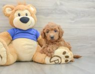 7 week old Mini Goldendoodle Puppy For Sale - Lone Star Pups