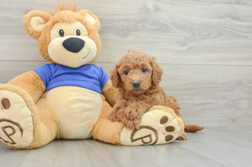 6 week old Mini Goldendoodle Puppy For Sale - Lone Star Pups