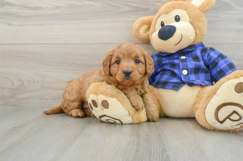 5 week old Mini Goldendoodle Puppy For Sale - Lone Star Pups