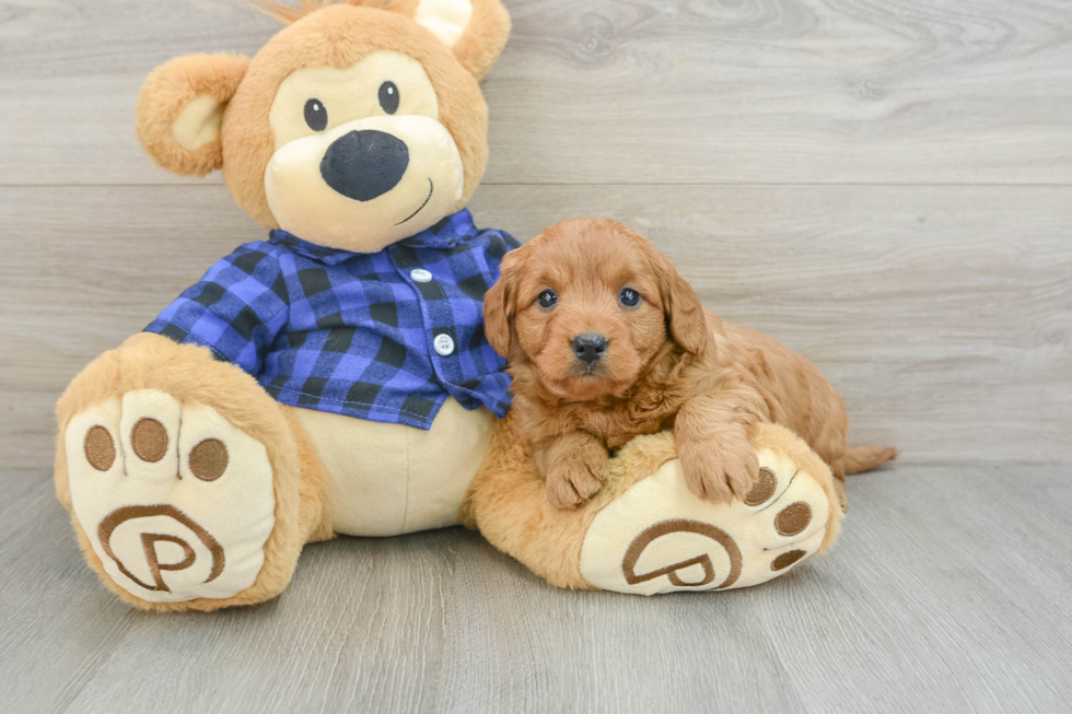 Playful Mini Groodle Poodle Mix Puppy