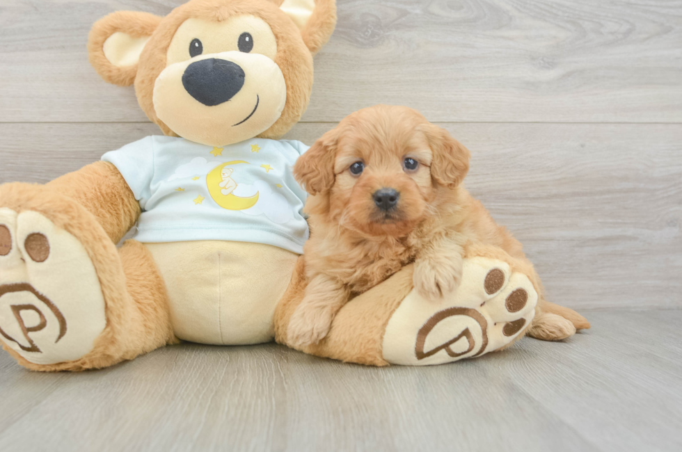 6 week old Mini Goldendoodle Puppy For Sale - Lone Star Pups