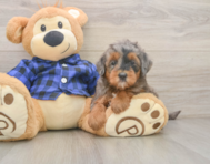 7 week old Mini Goldendoodle Puppy For Sale - Lone Star Pups
