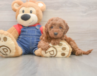 7 week old Mini Goldendoodle Puppy For Sale - Lone Star Pups