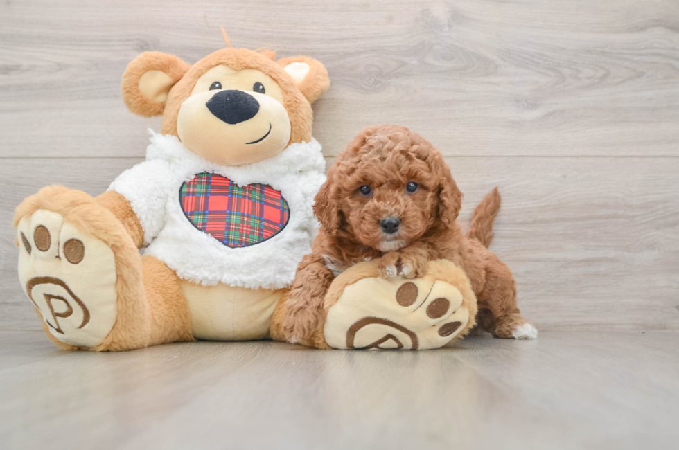 5 week old Mini Goldendoodle Puppy For Sale - Lone Star Pups