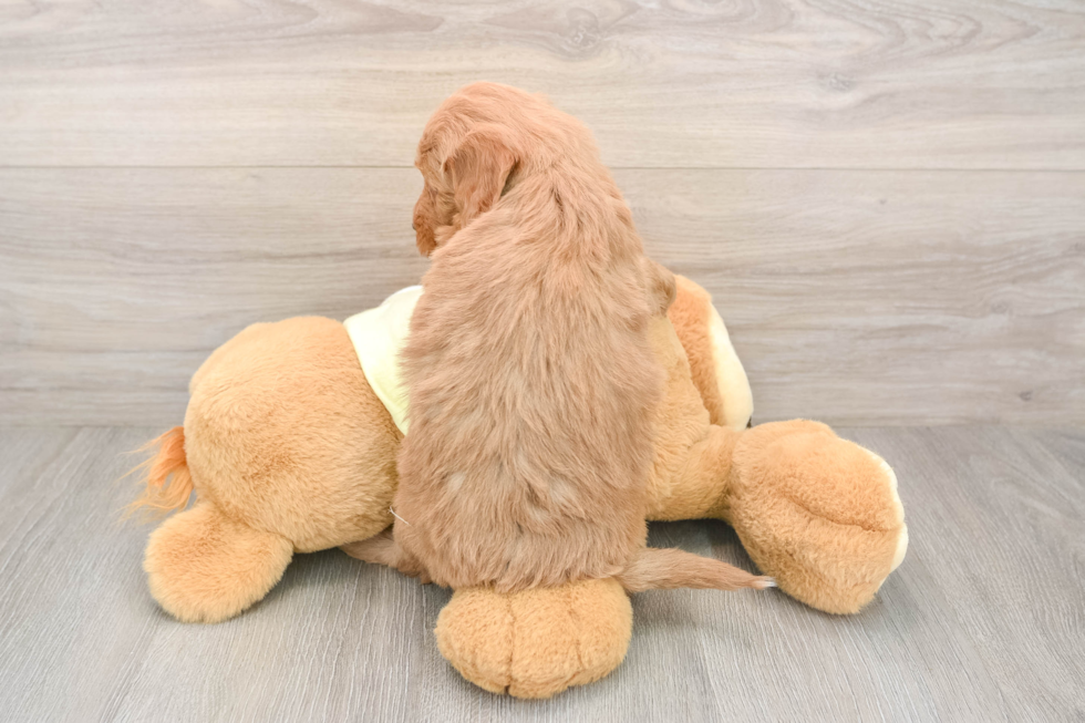 Best Mini Goldendoodle Baby