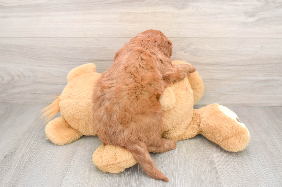 Petite Mini Goldendoodle Poodle Mix Pup