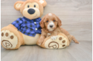 Best Mini Goldendoodle Baby