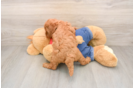 Mini Goldendoodle Pup Being Cute