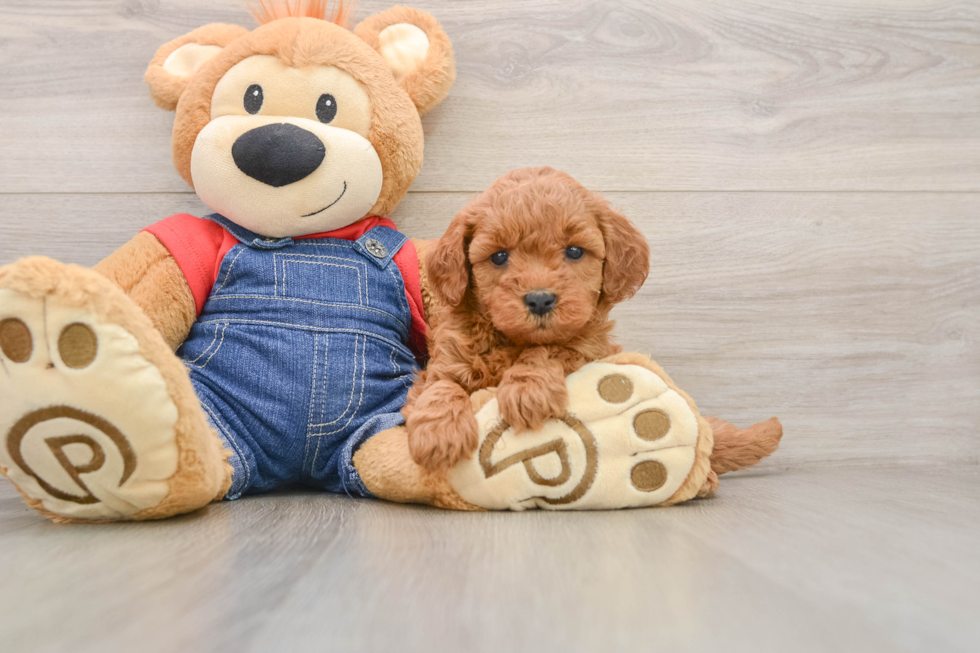 Energetic Golden Doodle Poodle Mix Puppy