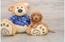 Happy Mini Goldendoodle Baby