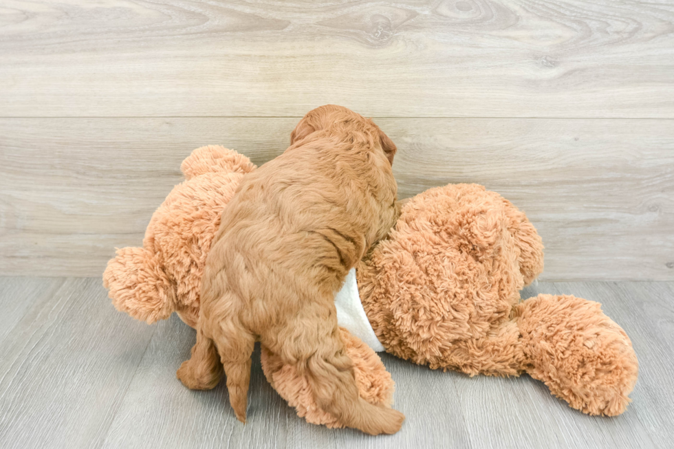 Funny Mini Goldendoodle Poodle Mix Pup