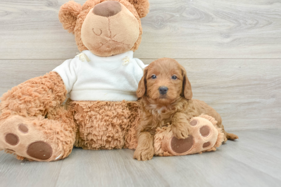 Mini Goldendoodle Puppy for Adoption