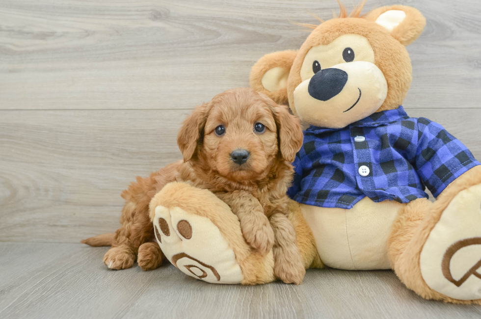 5 week old Mini Goldendoodle Puppy For Sale - Lone Star Pups