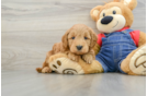 Mini Goldendoodle Pup Being Cute