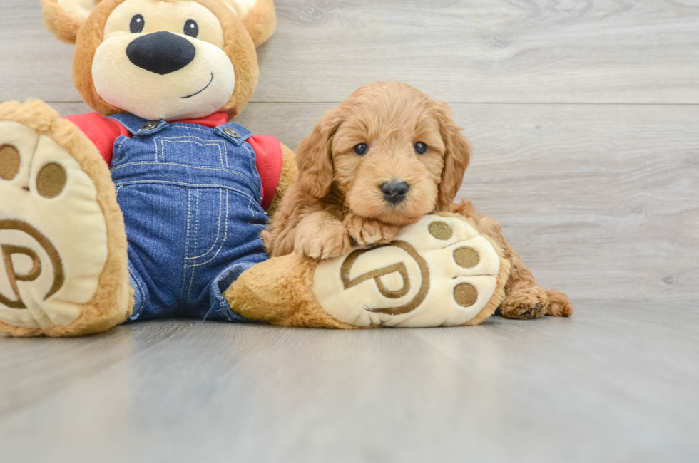 6 week old Mini Goldendoodle Puppy For Sale - Lone Star Pups