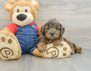 7 week old Mini Goldendoodle Puppy For Sale - Lone Star Pups