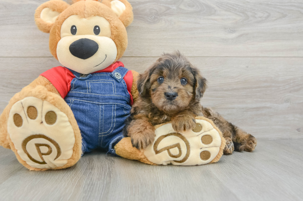7 week old Mini Goldendoodle Puppy For Sale - Lone Star Pups