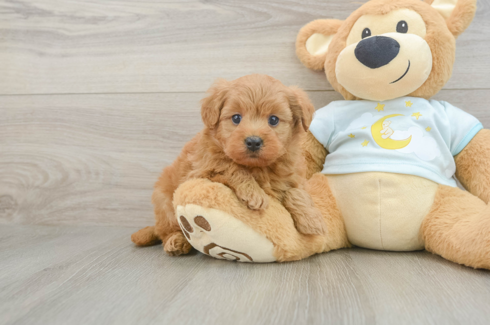 6 week old Mini Goldendoodle Puppy For Sale - Lone Star Pups