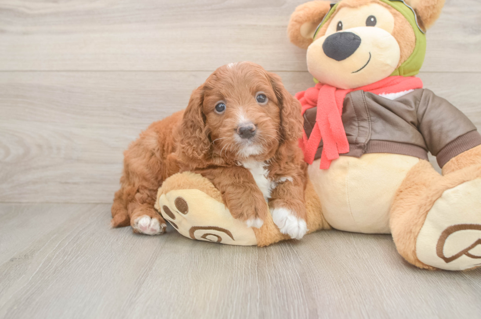 5 week old Mini Goldendoodle Puppy For Sale - Lone Star Pups