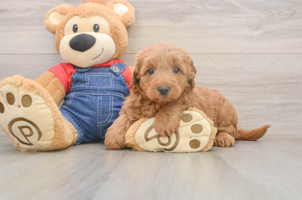 5 week old Mini Goldendoodle Puppy For Sale - Lone Star Pups