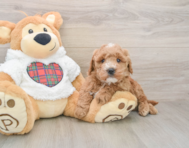 6 week old Mini Goldendoodle Puppy For Sale - Lone Star Pups