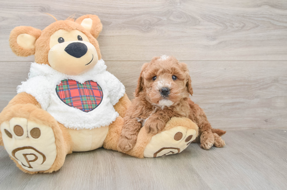 5 week old Mini Goldendoodle Puppy For Sale - Lone Star Pups