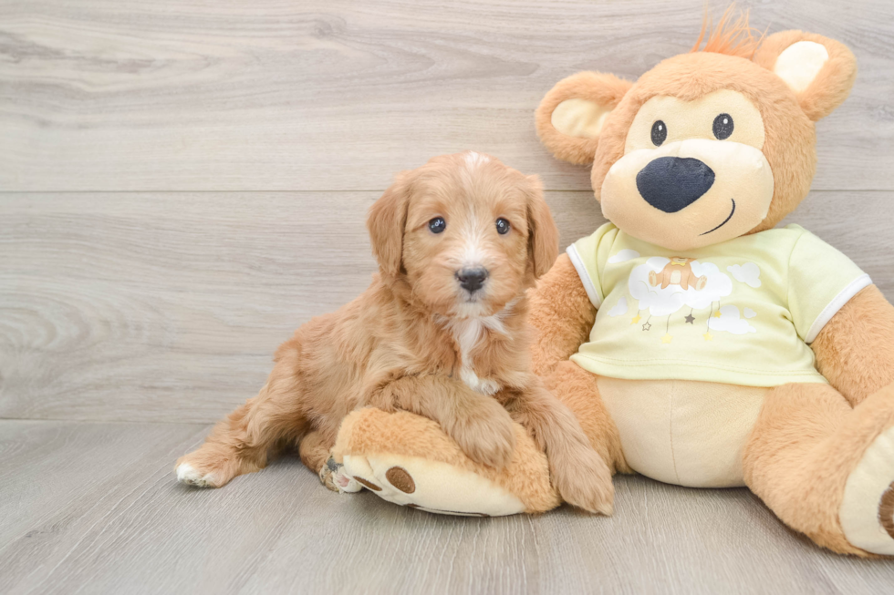 Happy Mini Goldendoodle Baby