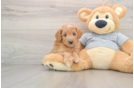 Mini Goldendoodle Puppy for Adoption