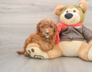 6 week old Mini Goldendoodle Puppy For Sale - Lone Star Pups