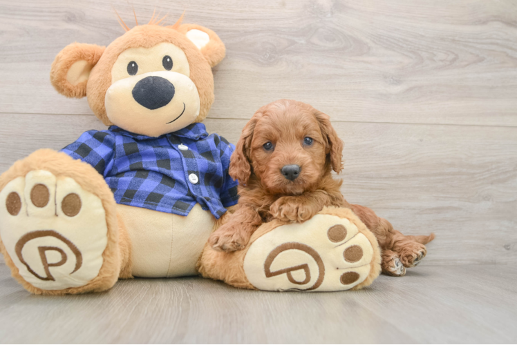 Small Mini Goldendoodle Baby