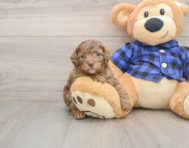 7 week old Mini Goldendoodle Puppy For Sale - Lone Star Pups