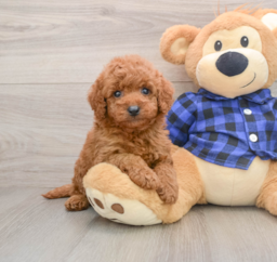 7 week old Mini Goldendoodle Puppy For Sale - Lone Star Pups