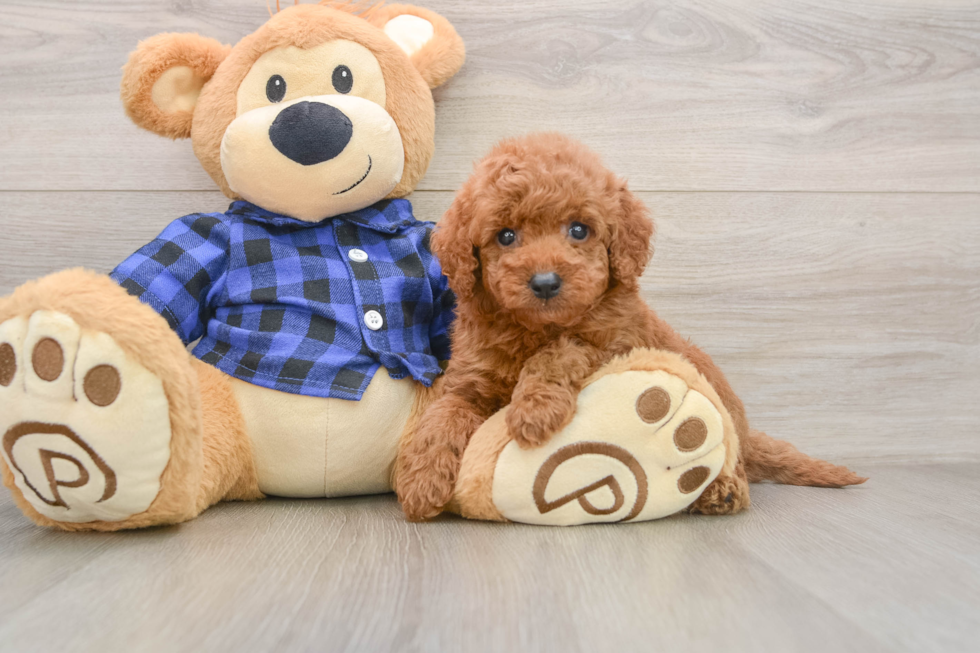 Mini Goldendoodle Pup Being Cute