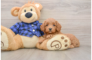 Best Mini Goldendoodle Baby